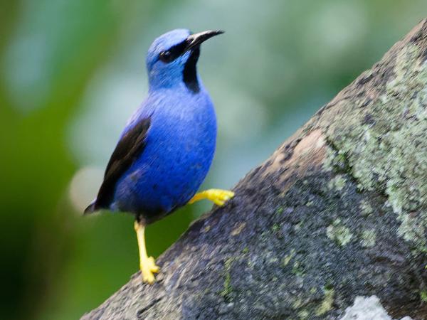 <h3><a href="/trips/costa-rica/biota/animalia/chordata/aves/040 passeriformes/127 thraupidae/cyanerpes lucidus/cyanerpes lucidus-nl.html">Cyanerpes&nbsp;lucidus</a> / Shining&nbsp;honeycreeper / Geelpootsuikervogel</h3>OM-1 Mark II met OLYMPUS M.150-400mm F4.5, 1/250 sec  bij F4.5, ISO 10000, afstand 7.56&nbsp;m